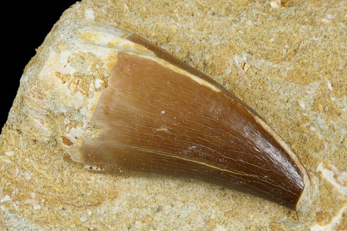 Mosasaur (Prognathodon) Tooth In Rock - Morocco #179328